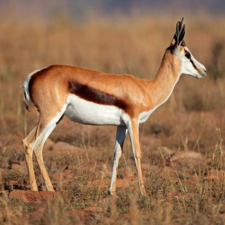 Lesser Springbok springbok | Oryx Hill Safaris